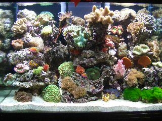 soft coral aquarium
